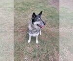 Small #7 German Shepherd Dog-Siberian Husky Mix