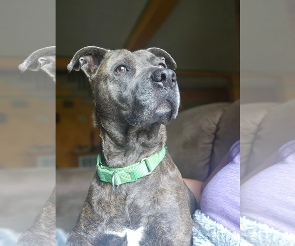 Medium Photo #4 Mutt Puppy For Sale in Hinton, WV, USA