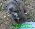 Small #1 American Pit Bull Terrier