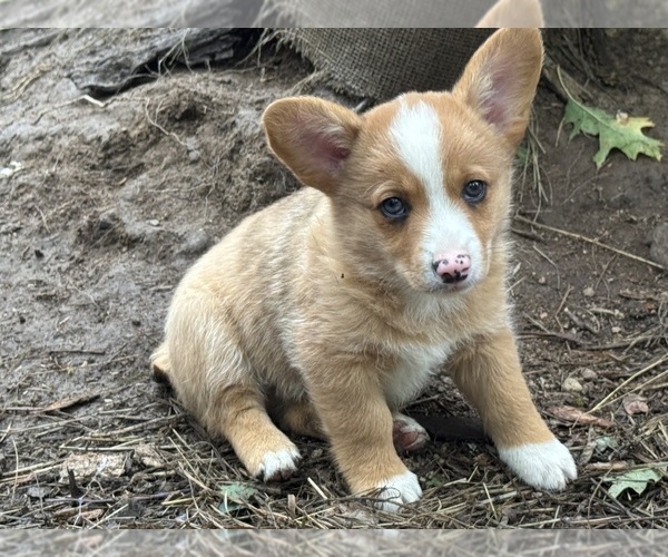 Medium Photo #2 Aussie-Corgi Puppy For Sale in ESPERANCE, NY, USA