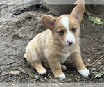 Clover - Female Aussie-Corgi Puppy for Sale - Photo #2
