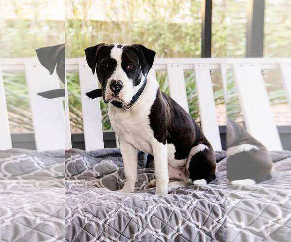 Medium Photo #3 Mutt Puppy For Sale in  Gainesville, FL, USA