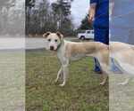 Small #8 Labrador Retriever Mix