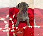Puppy Sugar French Bulldog