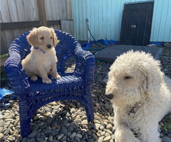 Medium Photo #2 Golden Retriever-Goldendoodle Mix Puppy For Sale in SEASIDE, OR, USA