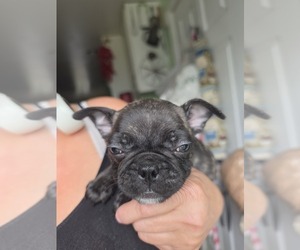 Medium French Bulldog