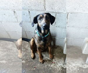 Tesla (Courtesy Post) - Adopt Me! - Female Mutt Dog for Adoption - Photo #3