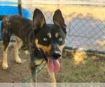 Small German Shepherd Dog Mix