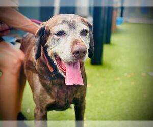 Labrador Retriever Dogs for adoption in Orlando, FL, USA