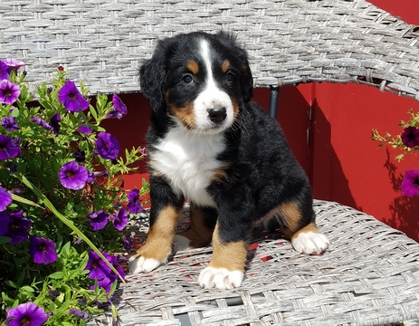 Medium Photo #1 Bernese Mountain Dog Puppy For Sale in HARRISONVILLE, MO, USA