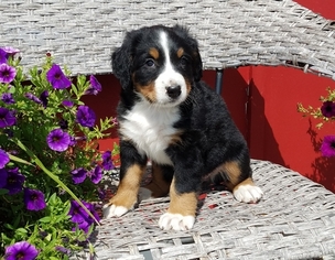 Bernese Mountain Dog Puppy for sale in HARRISONVILLE, MO, USA