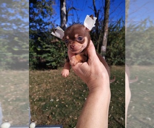 Chihuahua Puppy for sale in DAYTON, OH, USA