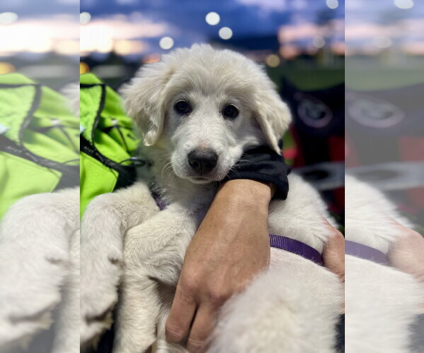 Medium Photo #3 Great Pyrenees-Unknown Mix Puppy For Sale in Brooklyn Center, MN, USA