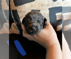 Labrador Retriever Puppy for sale in CEDAR VALE, KS, USA