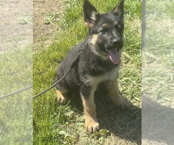 Medium Photo #11 German Shepherd Dog Puppy For Sale in SUMPTER TWP, MI, USA