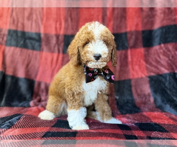 Medium Photo #8 Poodle (Miniature) Puppy For Sale in LAKELAND, FL, USA