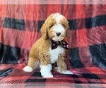 Small #7 Poodle (Miniature)