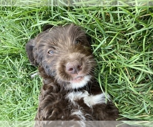 Bernedoodle-Goldendoodle Mix Puppy for Sale in BERTHOUD, Colorado USA