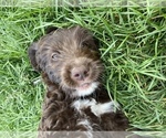 Small Photo #1 Golden Mountain Doodle  Puppy For Sale in BERTHOUD, CO, USA