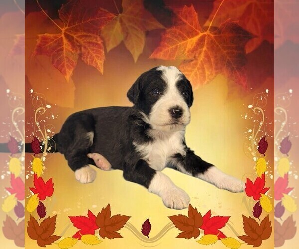 Medium Photo #22 Bernedoodle Puppy For Sale in BLACK FOREST, CO, USA