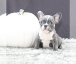 Puppy 1 French Bulldog