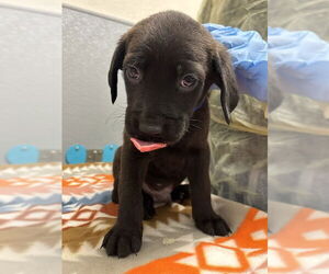 Mutt Dog for Adoption in Las Vegas, Nevada USA