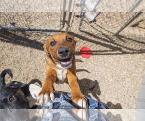 Mutt Dogs for adoption in Estherville, IA, USA