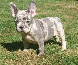 French Bulldog Puppy for sale in CUMMING, GA, USA