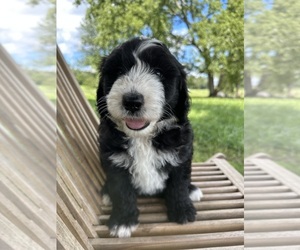 Sheepadoodle Puppy for Sale in OOLTEWAH, Tennessee USA