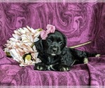 Small Photo #6 Cocker Spaniel Puppy For Sale in LANCASTER, PA, USA