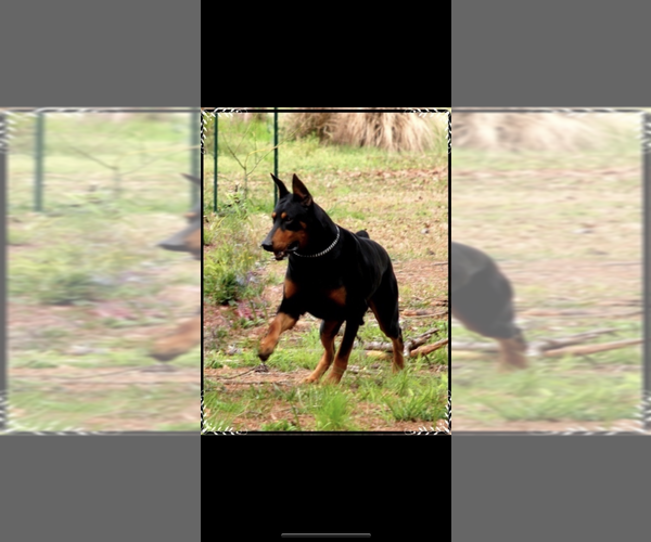 Medium Photo #12 Doberman Pinscher Puppy For Sale in LIVINGSTON, LA, USA