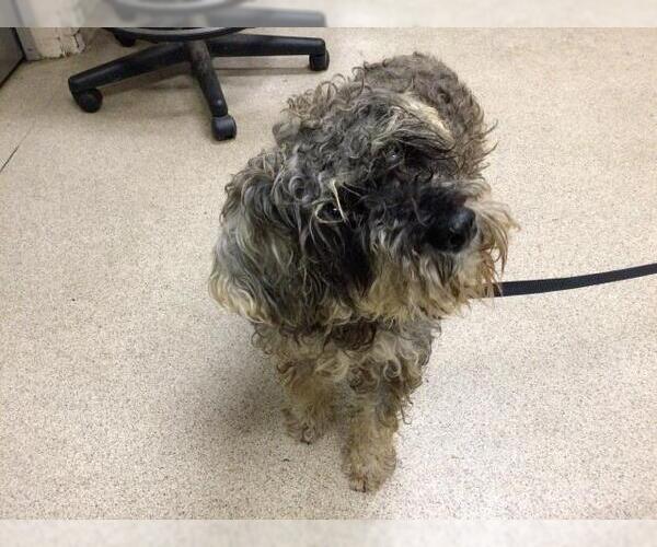 Medium Photo #1 Miniature Schnauzer-Unknown Mix Puppy For Sale in Riverside, CA, USA