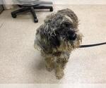 Small Miniature Schnauzer Mix