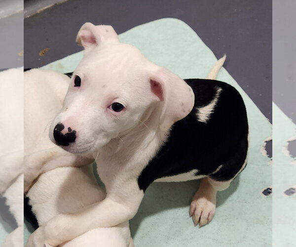 Medium Photo #2 Catahoula Leopard Dog-Unknown Mix Puppy For Sale in Walnutport, PA, USA