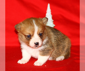 Pembroke Welsh Corgi Puppy for sale in SOLDIER GROVE, WI, USA