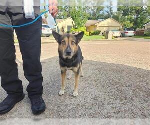 German Shepherd Dog Dogs for adoption in Houston, TX, USA