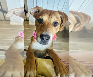 Mutt Dogs for adoption in Sandy, UT, USA