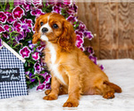 Small Photo #79 Cavalier King Charles Spaniel Puppy For Sale in WAKARUSA, IN, USA