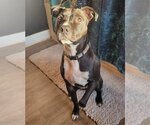 Small American Pit Bull Terrier Mix