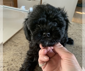 Poochin Puppy for sale in SPARTA, MO, USA