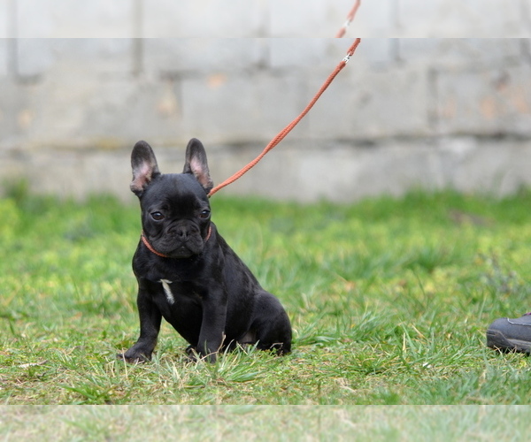 Medium Photo #15 French Bulldog Puppy For Sale in Kiskoros, Bacs-Kiskun, Hungary