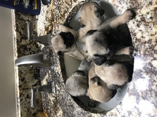 Pug Puppy for sale in MARYSVILLE, OH, USA