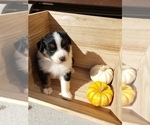 Small Photo #2 Australian Shepherd Puppy For Sale in RUSSELL, IA, USA
