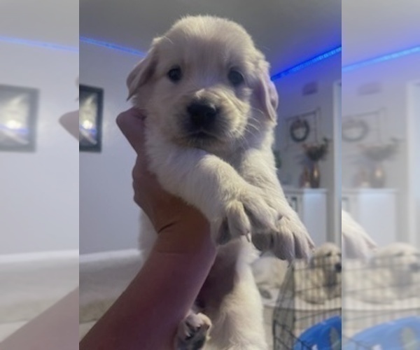 Medium Photo #6 Golden Retriever Puppy For Sale in THOUSAND OAKS, CA, USA