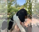 Puppy Lady English Springer Spaniel