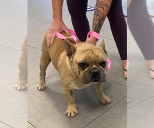 French Bulldog Dogs for adoption in Rancho Cucamonga, CA, USA