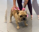 Small French Bulldog