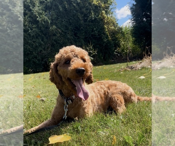 Medium Photo #1 Goldendoodle (Miniature) Puppy For Sale in RANDOLPH, WI, USA