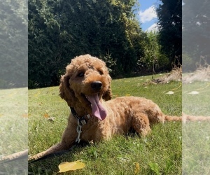 Mother of the Goldendoodle (Miniature) puppies born on 07/22/2025