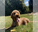 Small Photo #1 Goldendoodle (Miniature) Puppy For Sale in RANDOLPH, WI, USA
